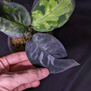 ◆Aglaonema pictum from Aceh Sumatera ピクタム トリカラー◆濃マルチの画像3