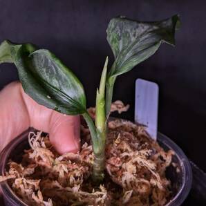 ◆Aglaonema pictum from Aceh Sumatera ピクタム トリカラー◆シルバー系 Quatroの画像5