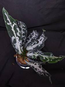 ◆Aglaonema pictum from Aceh Sumatera ピクタム トリカラー◆コンパクト銀