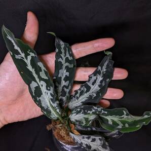 ◆Aglaonema pictum from Aceh Sumatera ピクタム トリカラー◆コンパクト銀の画像6