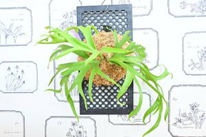 P.coronarium Philippines narrow form spored @bika forest wife recommendation goods Corona ryuumfilipines narrow foam staghorn fern 