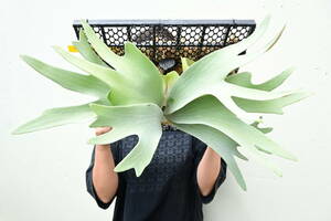 P.griffin OC @bika forest wife board attaching goods griffin staghorn fern 