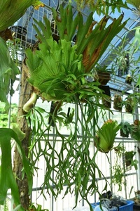 P.coronarium thin frond spored @bika forest wife board attaching . goods Corona ryuumsin freon do staghorn fern 