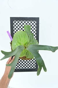 P.Durval Nunes TC @bika forest wifeda- bar nnes board attaching goods staghorn fern 