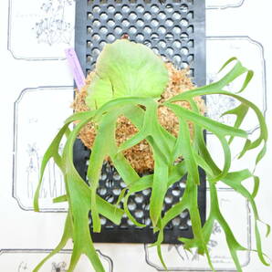 P.coronarium Philippines narrow form spored　＠ビカ森wife 板付品　コロナリュウムフィリピネスナローフォーム　ビカクシダ