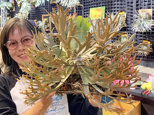 P.willinkii 'Nano' spored @bika forest wifehego board attaching . goods wi Lynn key nano staghorn fern 