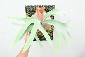 P.silver Moon OC @bika forest wife board attaching goods silver moon staghorn fern 