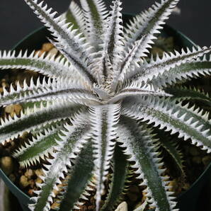 Amazonico★★★★Dyckia 'Vega' × 'Imperial Crown'★★★★★ブロメリア ディッキアの画像3