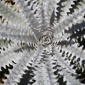 Amazonico★★★★Dyckia 'BS' × 'Crystal Boy'★★★★★ブロメリア ディッキアの画像2