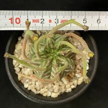 ユーフォルビア バリダ サボテン 多肉植物 刺と塊_画像6