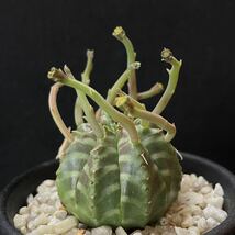 ユーフォルビア バリダ サボテン 多肉植物 刺と塊_画像1