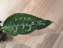 Aglaonema pictum GW2001-28 Padang sidempuan 【TB】　正規タグ付き_画像4