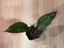 Aglaonema pictum GW2001-28 Padang sidempuan 【TB】　正規タグ付き_画像1