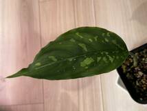 Aglaonema pictum GW2001-28 Padang sidempuan 【TB】　正規タグ付き_画像3