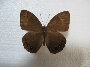  domestic production butterfly specimen black hikagemo when Kagawa prefecture production ... city collection goods *