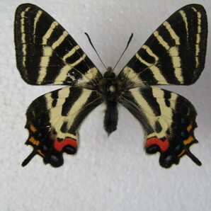 国内産蝶標本 ギフチョウ 鳥取県産 大山町  採集品 オス２の画像3