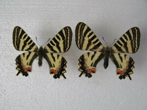  domestic production butterfly specimen himegi borderless .u Nagano prefecture production Nagano city breeding goods male female 