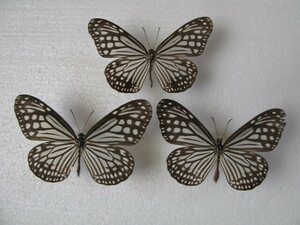  domestic production butterfly specimen himeasagimadala Okinawa prefecture production .. country island collection goods male 1, female 2