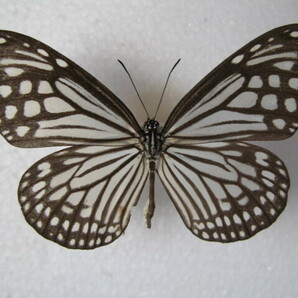 国内産蝶標本 ヒメアサギマダラ 沖縄県産 与那国島 採集品 オス１，メス２の画像3