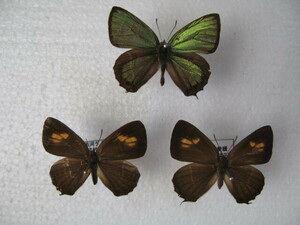  domestic production butterfly specimen female red green corbicula Ehime prefecture production -ply confidence block * surface river .2* breeding goods 