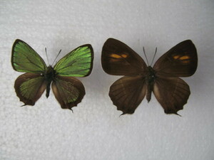  domestic production butterfly specimen female red green corbicula Okayama prefecture production height . city *,* breeding goods 