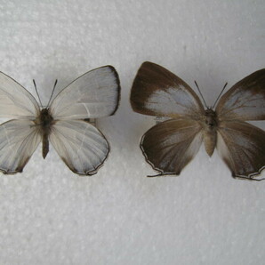 国内産蝶標本 ウラクロシジミ 徳島県産 三好市 飼育品 ♂，♀の画像1