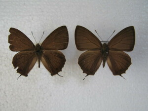  domestic production butterfly specimen black green corbicula Yamanashi prefecture production length slope block collection goods * Nagano prefecture circle . block breeding goods *