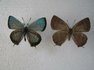  domestic production butterfly specimen Fujimi doli corbicula Kochi prefecture production .. block collection goods *,*