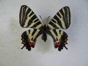  domestic production butterfly specimen gi borderless .u Tottori prefecture production groove . block collection goods female 