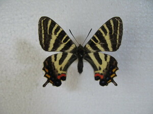  domestic production butterfly specimen gi borderless .u Hiroshima prefecture production tail road city collection goods male 