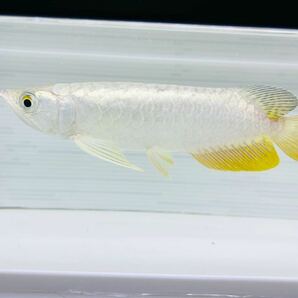 C2アロワナギャング 高背金龍/イケイケ絶頂！男前!/Yankee GOLD / 輝きのパンチライン/シロすぎ！？幼魚時しか味わえんラブポップの画像1