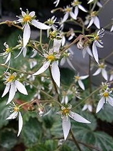  ユキノシタ　 (3株) 　　　　　　　　　　里山Garten