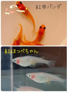 紅ほっぺメダカ（白透明鱗めだか）の有精卵20個＋α　＆　紅帝パンダめだかの有精卵20個＋α　セットでお買い得！