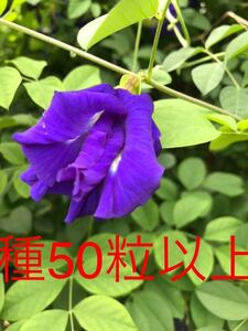 沖縄産無農薬栽培　八重咲きバタフライピーの種50粒以上