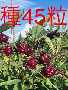 沖縄産無農薬栽培　ローゼルの種45粒