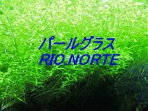 【送料無料】パールグラス 30本 NO.15_画像3