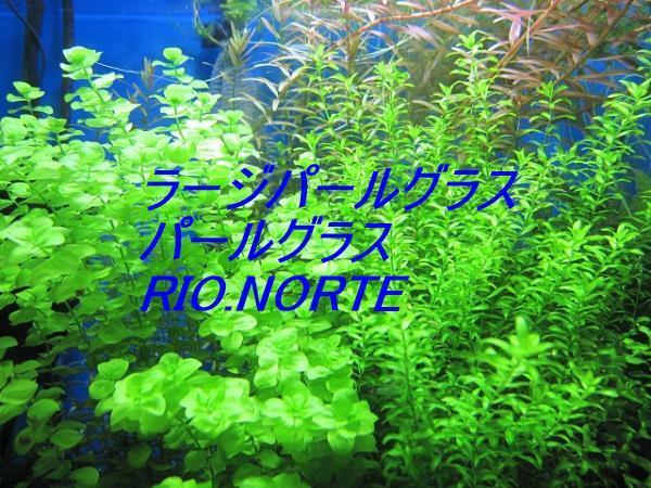 【送料無料】パールグラス、ラージパールグラス 無農薬水中葉 各10本 NO.37