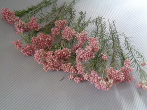 **...** rice flower pink 20ps.@#422 dry flower 