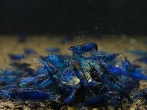  dark blue shrimp ...50 pcs 