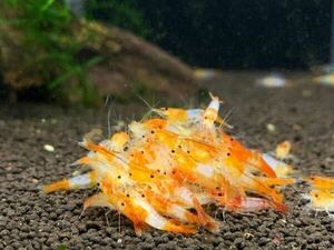 orange ru Lee shrimp ...50 pcs 
