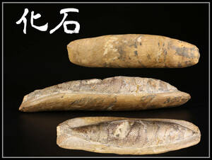 【秀】IA396 古代魚化石 お腹に宝石 幅34㎝重2383ｇ／生々しい 大珍品！ｚ