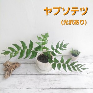 ☆ヤブソテツ　光沢あり　シダ植物　ガーデニング　パルダリウム　テラリウム　シェードガーデン　盆栽　羊歯　山野草