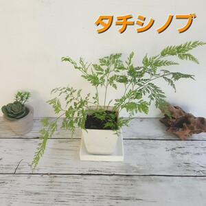 ☆タチシノブ　シダ植物　ガーデニング　観葉植物　盆栽　パルダリウム　ビバリウム　シェードガーデン　グランドカバー　羊歯　山野草