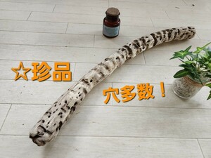  processing ending approximately 55 centimeter driftwood 45 centimeter standard aquarium art interior aquarium bi burr um Pal dalium terrarium No.23