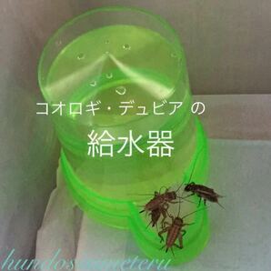 【送料220円～】コオロギの給水器 イエコ フタホシ クロコオロギの繁殖飼育に！給水タンク デュビア 活き餌 生き餌 水やり 水入れ 水飲み場の画像1