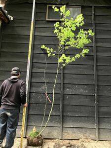  mountain taking ko is uchiwa maple fraxinus lanuginosa mixing stock 