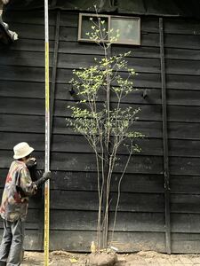 3 山取 ミツバツツジ