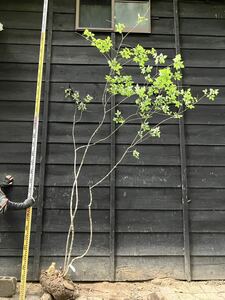 350 mountain taking fraxinus lanuginosa 