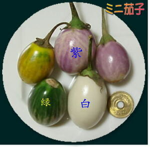 ★野菜種★ミニ丸紫小茄子種子60粒