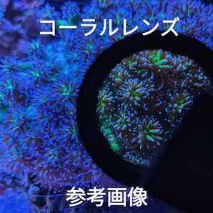 ディスクコーラル スーパーレッド 活着 アクアリウム コーラル サンゴ 配送事故保証付き 匿名配送 A/4.1 コーラルレンズを使い撮影の画像6
